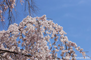 延命寺のしだれ桜