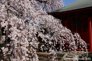 延命寺のしだれ桜