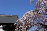 延命寺のしだれ桜