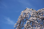 延命寺のしだれ桜