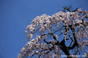 延命寺のしだれ桜