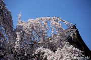 延命寺のしだれ桜