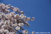 延命寺のしだれ桜