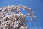 延命寺のしだれ桜