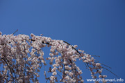 延命寺のしだれ桜