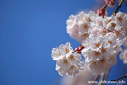 延命寺のしだれ桜