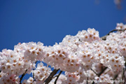 延命寺のしだれ桜