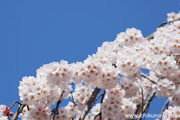 延命寺のしだれ桜