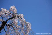 延命寺のしだれ桜