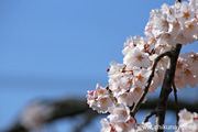 延命寺のしだれ桜