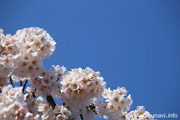 延命寺のしだれ桜