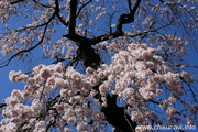 延命寺のしだれ桜