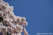 延命寺のしだれ桜