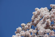 延命寺のしだれ桜