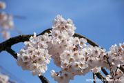 延命寺のしだれ桜