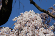 延命寺のしだれ桜