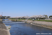 勤行川桜づつみのさくら