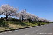 勤行川桜づつみのさくら