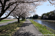 勤行川桜づつみのさくら