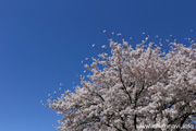 勤行川桜づつみのさくら