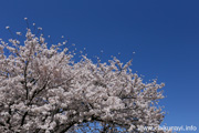 勤行川桜づつみのさくら