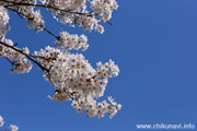 勤行川桜づつみのさくら