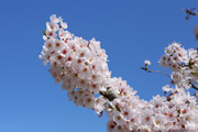 勤行川桜づつみのさくら