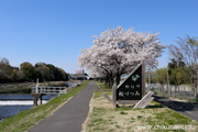 勤行川桜づつみのさくら