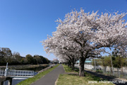 勤行川桜づつみのさくら