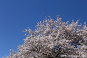 勤行川桜づつみのさくら