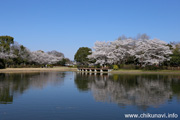 県西総合公園のさくら