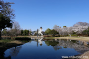 県西総合公園のさくら