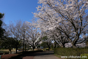 県西総合公園のさくら