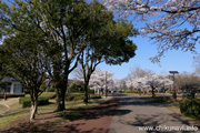 県西総合公園のさくら