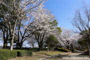 県西総合公園のさくら