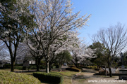 県西総合公園のさくら