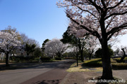 県西総合公園のさくら