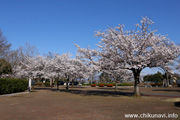 県西総合公園のさくら