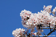 県西総合公園のさくら