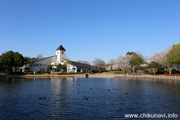 県西総合公園のさくら