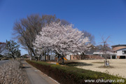 県西生涯学習センターのさくら