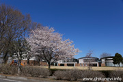 県西生涯学習センターのさくら