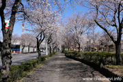 下岡崎近隣公園のさくら