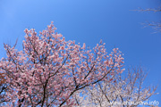 下岡崎近隣公園のさくら