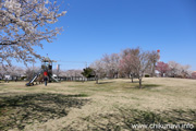 下岡崎近隣公園のさくら