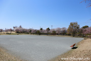 下岡崎近隣公園のさくら