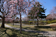 下岡崎近隣公園のさくら