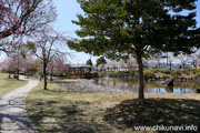 下岡崎近隣公園のさくら