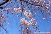 下岡崎近隣公園のさくら