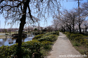 下岡崎近隣公園のさくら